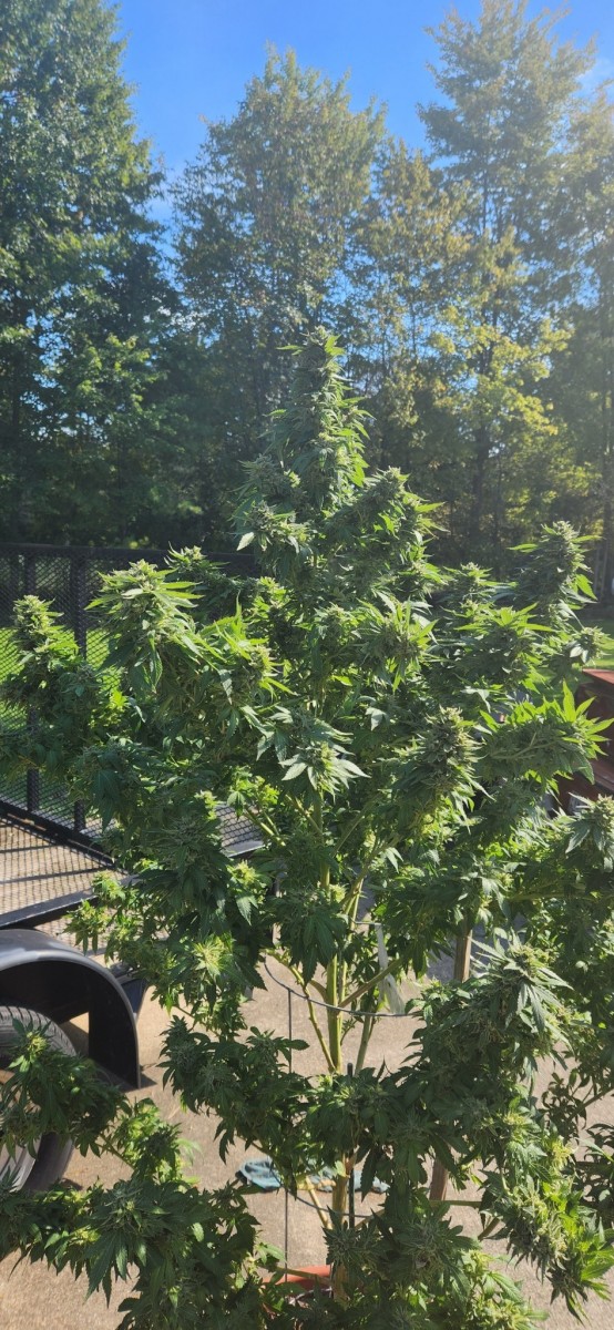 16649074419456342098734321999654