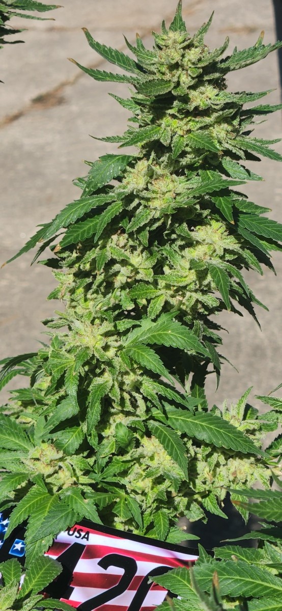 16649075419642282374155767733143