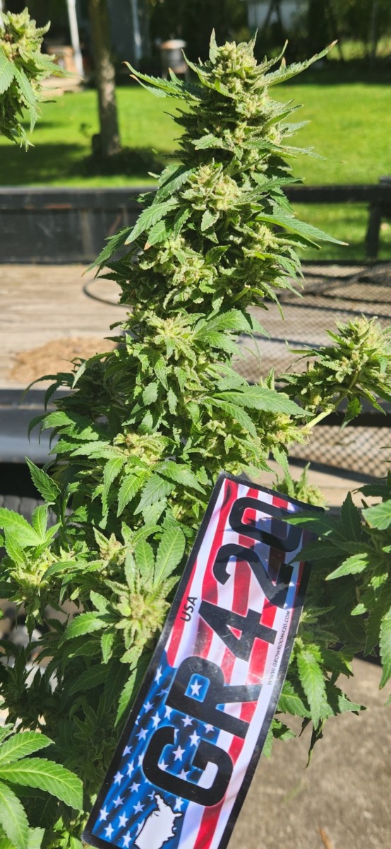 16649077756307962484675803502911