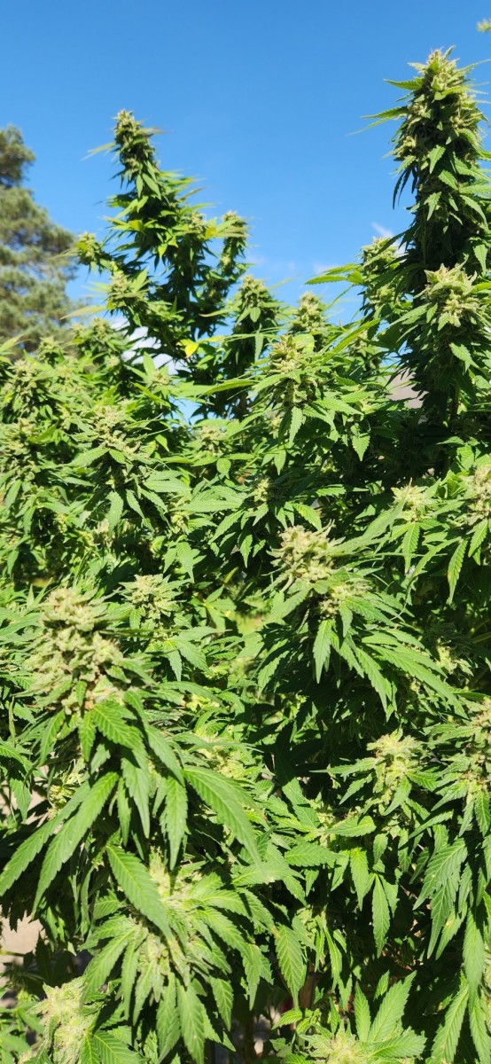 16649083424891431883080284897798