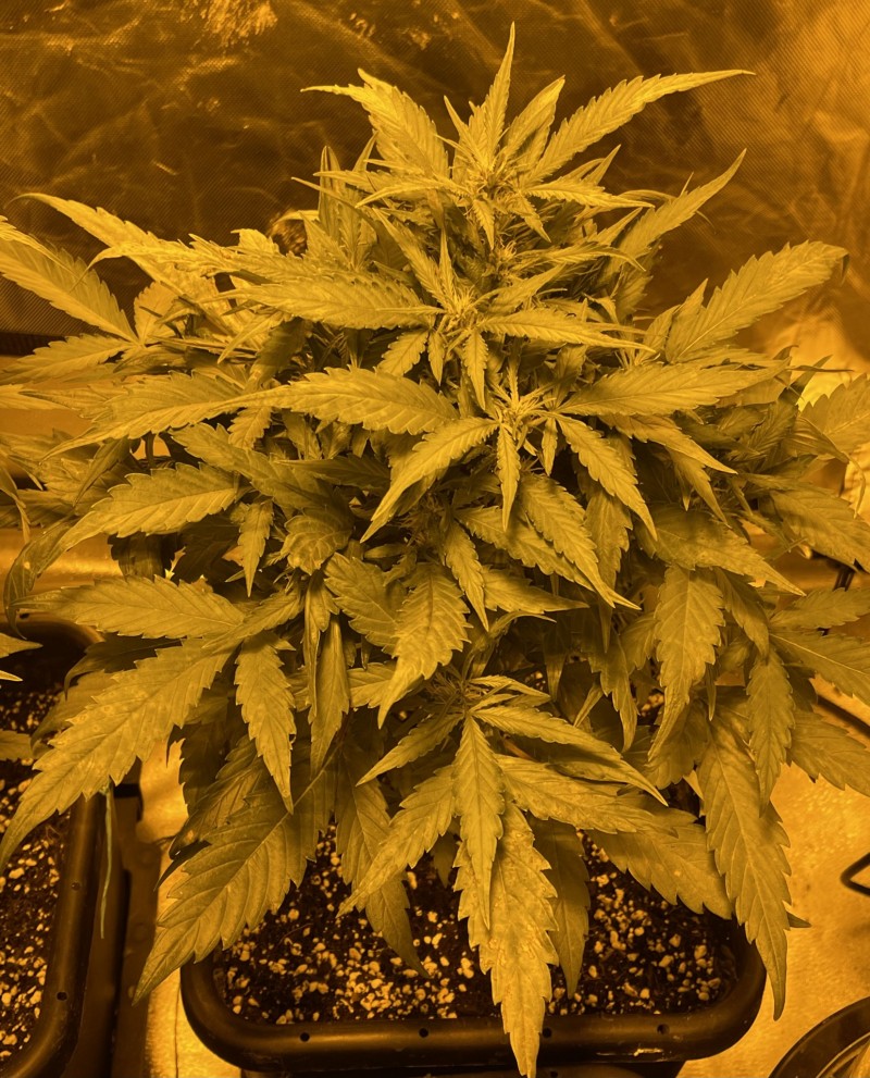 AF7F78ED-9846-4B56-A0B2-E4FF42F4DE5C