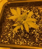 DC319352-286C-4985-9826-1403ABD6FB59