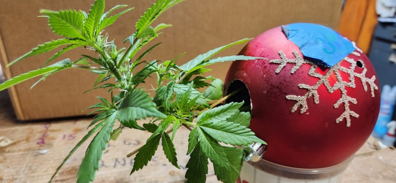 16652651353248963390460658462550