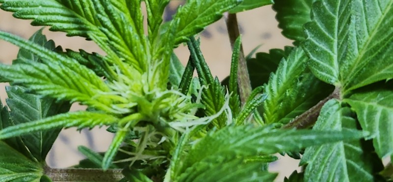 16652651656623513645834254881313