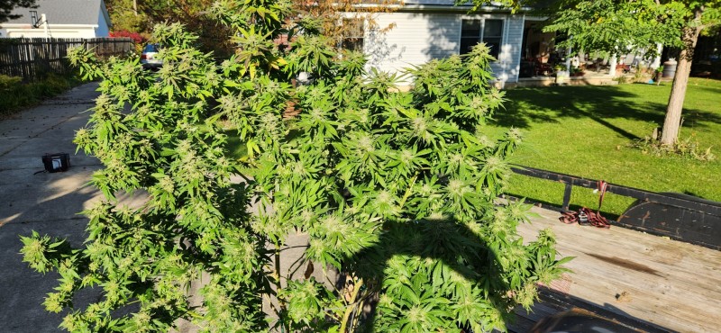 16654342633471961290614323307212