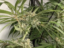 PXL_20221011_170523993