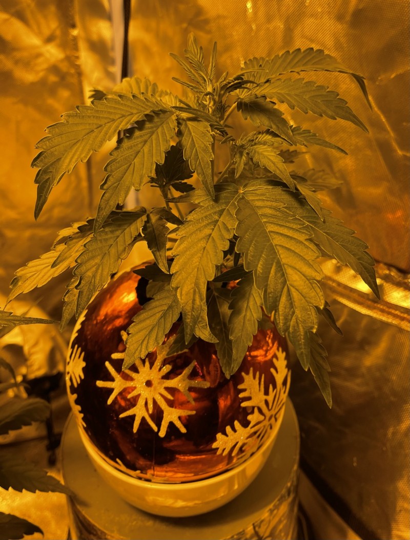 C138E7DE-AFB9-4677-BE0A-7F1154FBDF0A