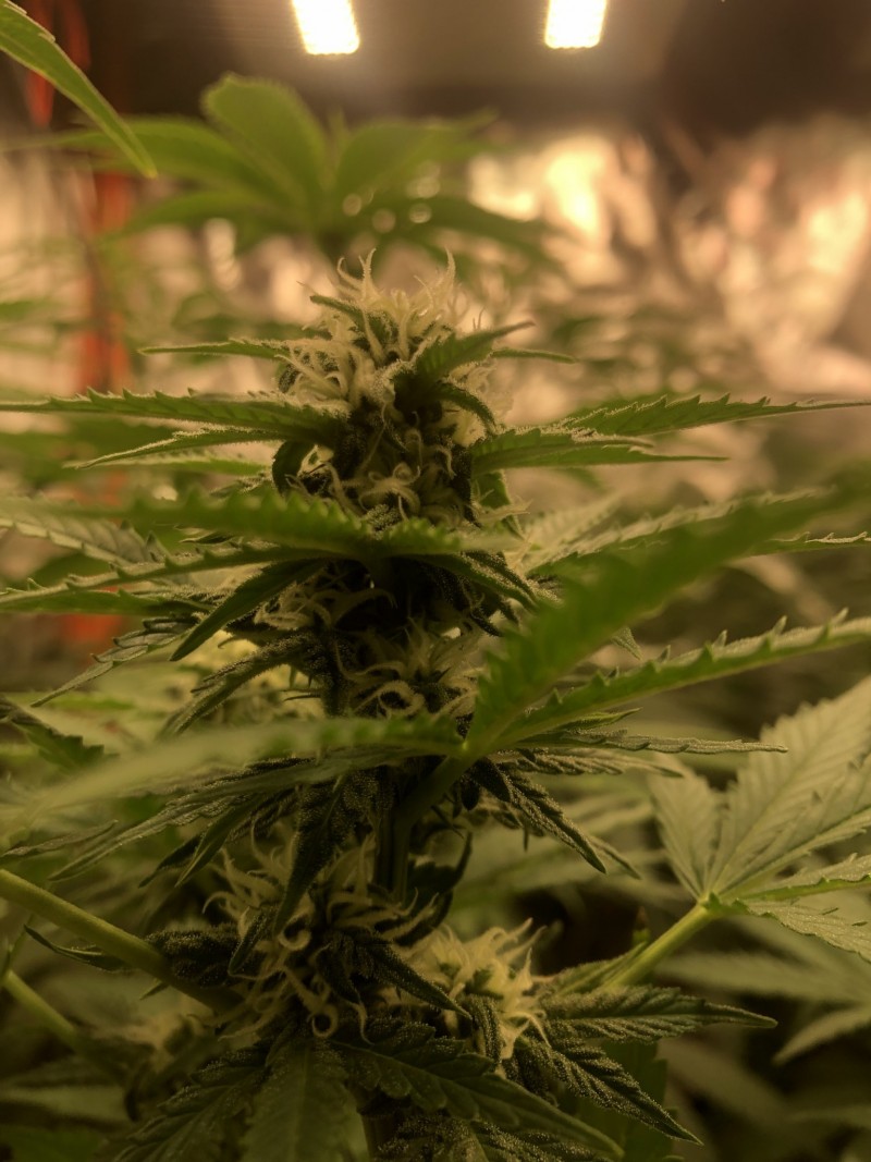 A6F51216-2069-4B0C-88AF-BD9F09FC2228