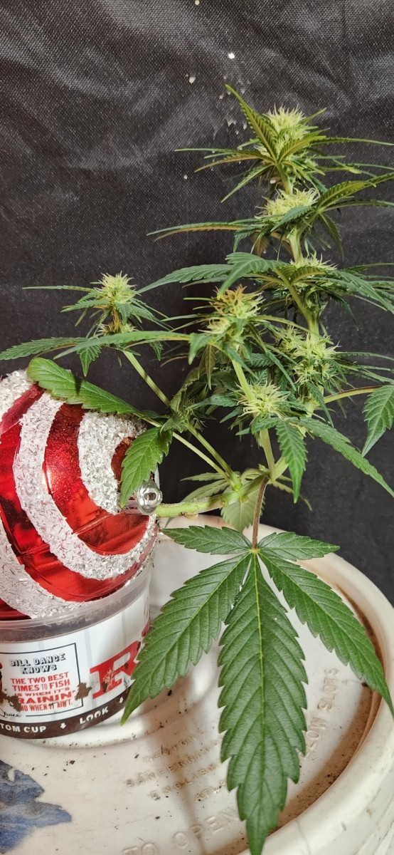 16658503729602529676904440013933