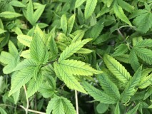 5AD25D26-776D-4E5F-8248-D1094FF96532