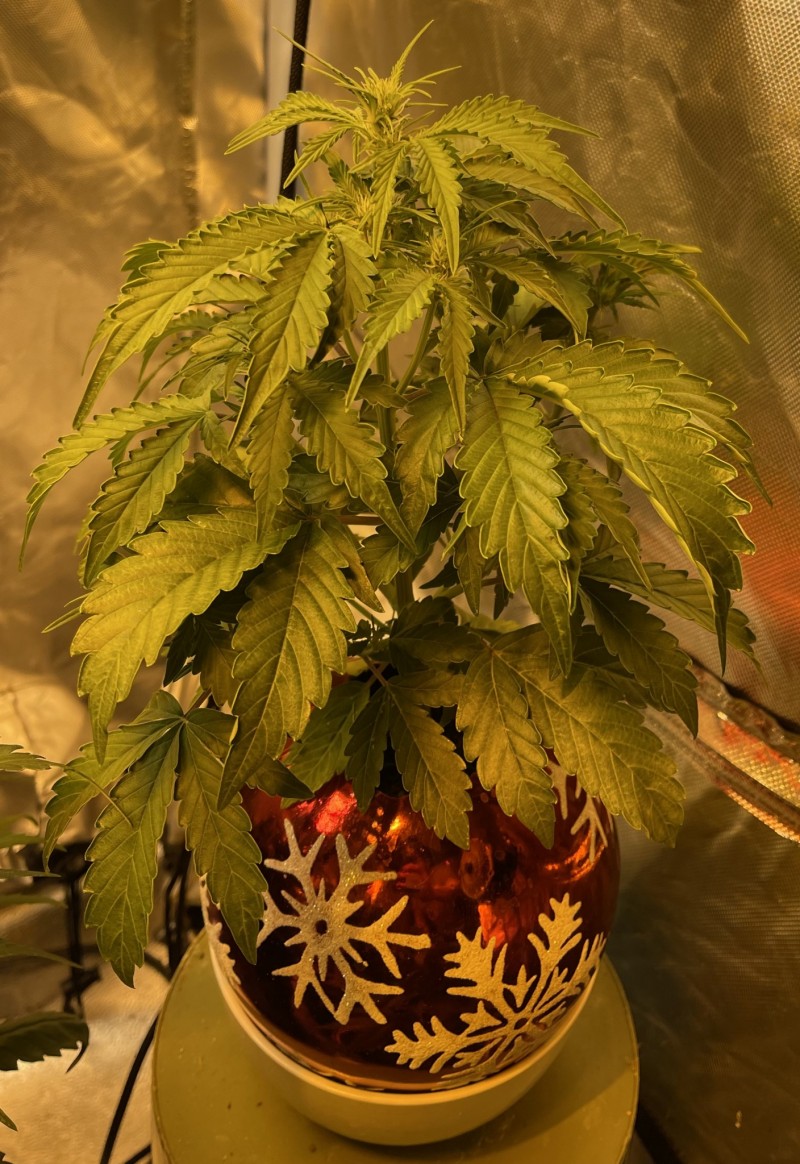 338C2871-E81F-4C9E-B8D6-A9F6BD030E1C