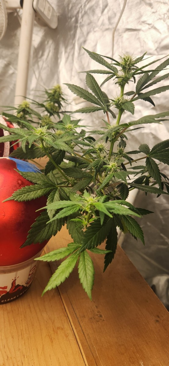 16661384210597638439941799547698