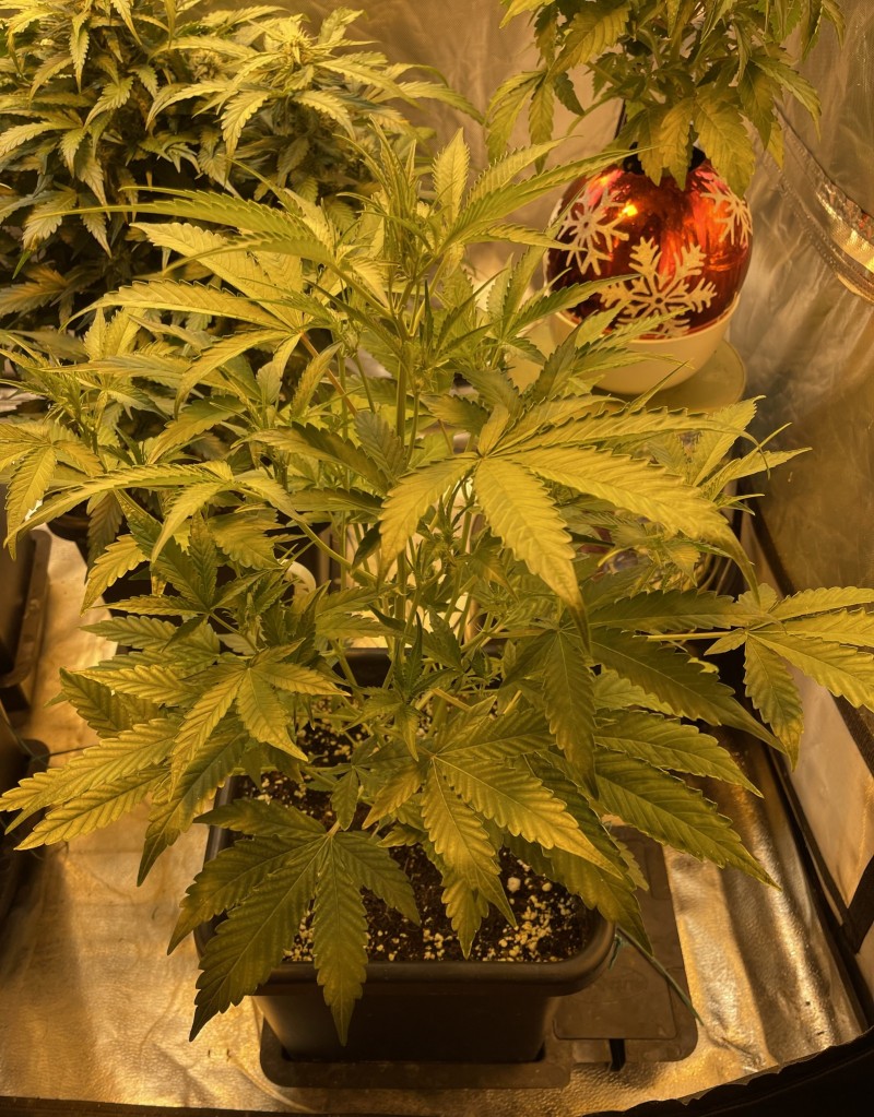 2B36D5DB-1689-4182-BD9B-FAEB5629627B