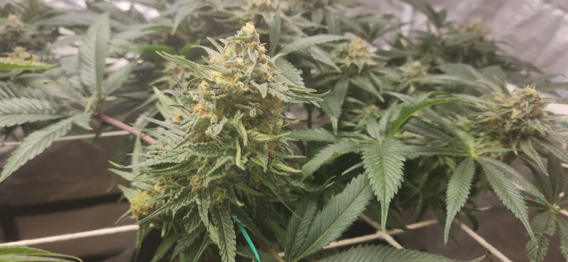 16663761489698543418002276869387