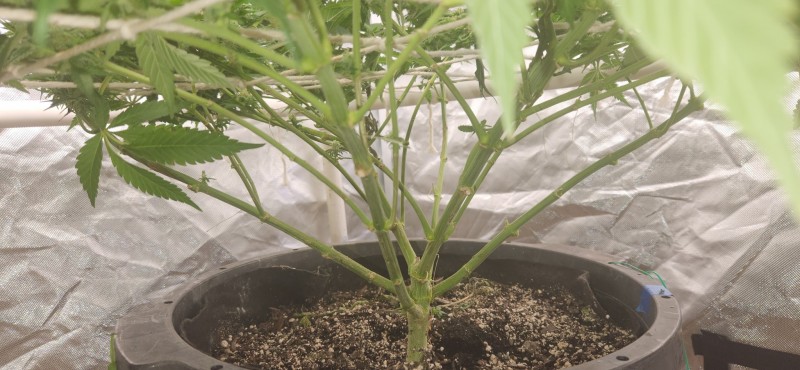 1666376352694863703426439324395