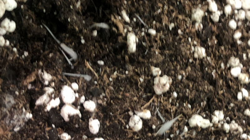 BD905FBB-3065-4DF9-ABF2-F0F42A0F46FE