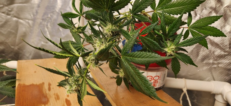 16666428135496787302387110019458