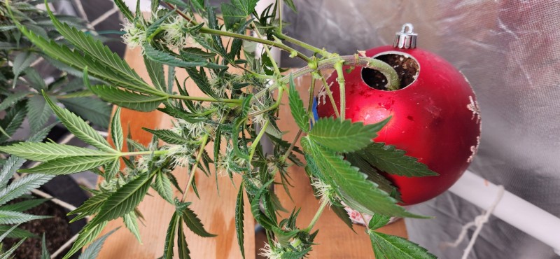 16666429089821212101005688302739