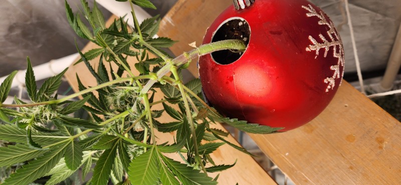 16666429647518674949650605123356