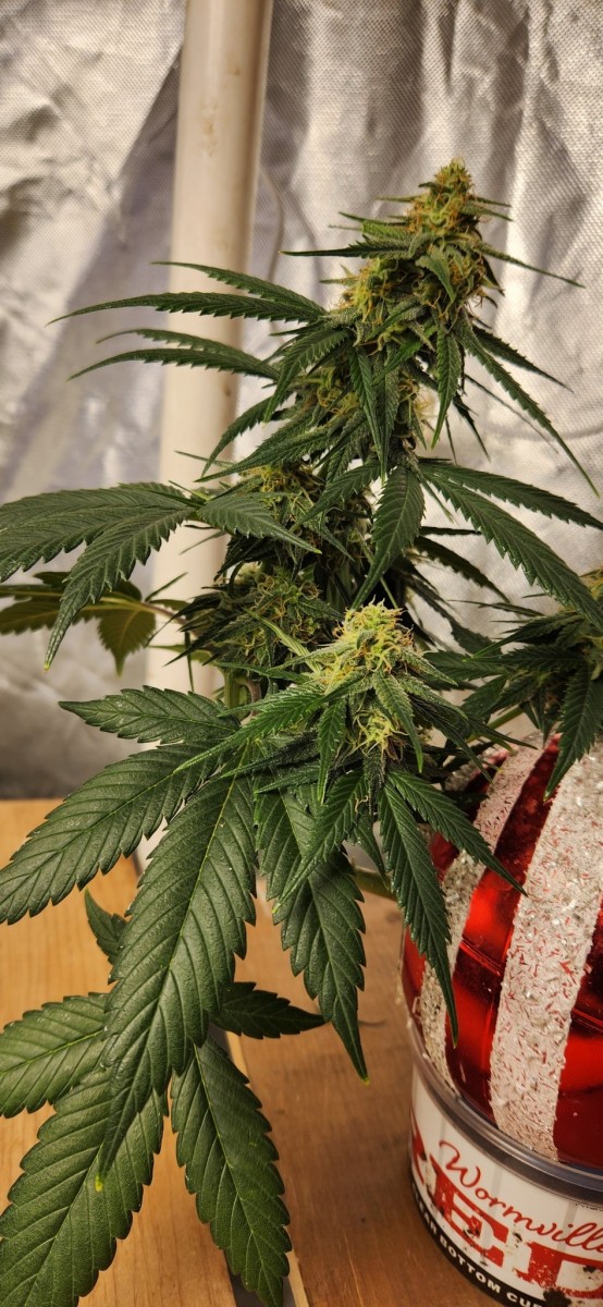 16667166253859092688757213933357