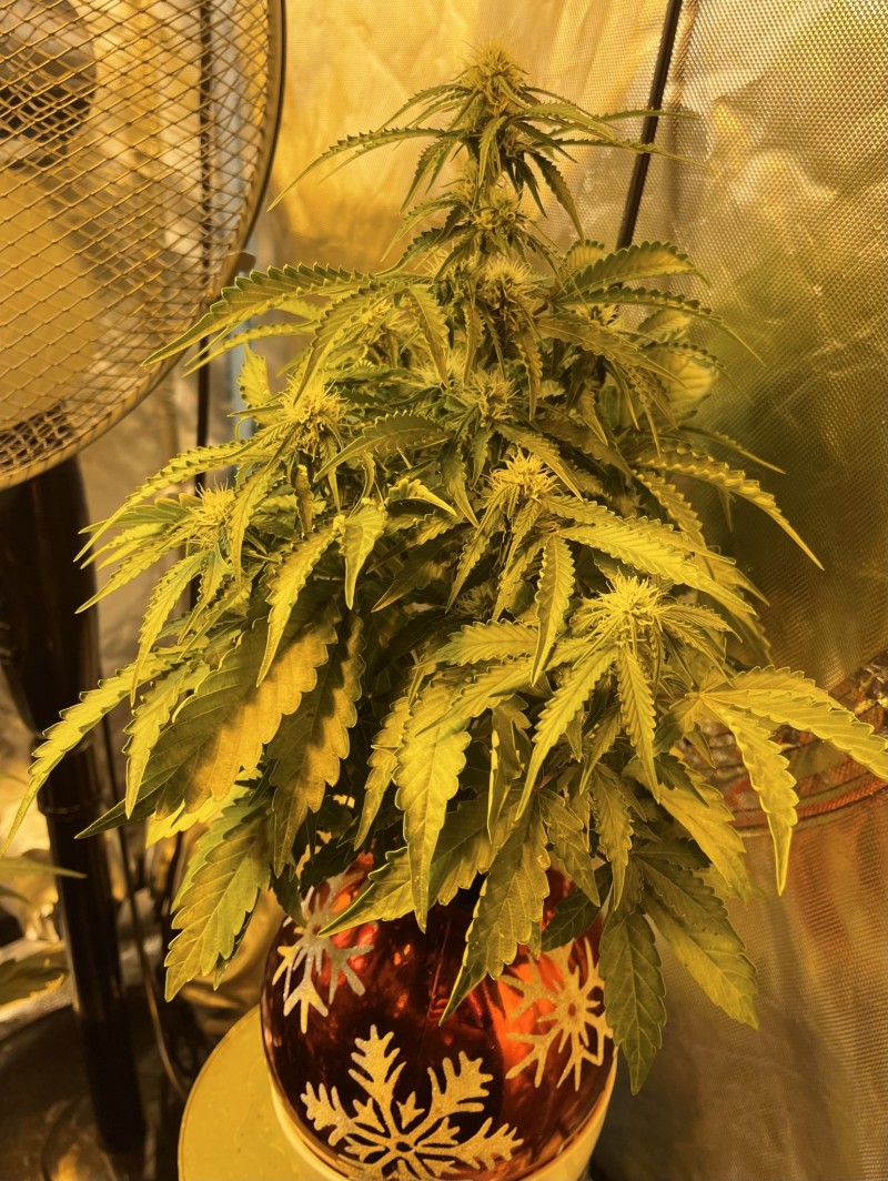 509F69F3-10F0-4434-A4C8-3DAAF5C87C81