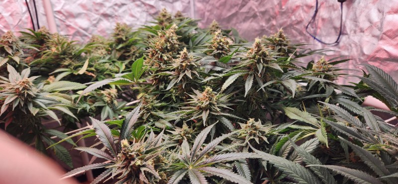 16670006707296659857773027238470