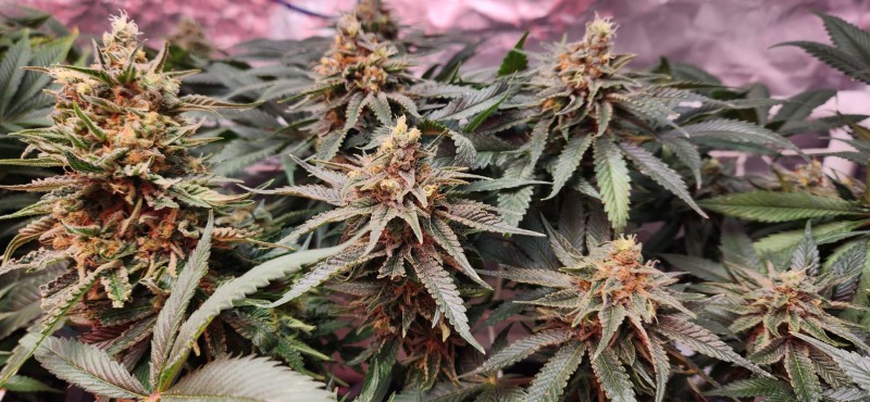 16670007631654717018099751875632