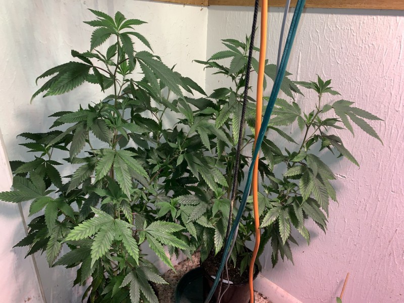 F410ADC3-674B-4D71-A3C8-C8D84C7B8ACC