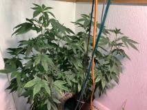 F410ADC3-674B-4D71-A3C8-C8D84C7B8ACC