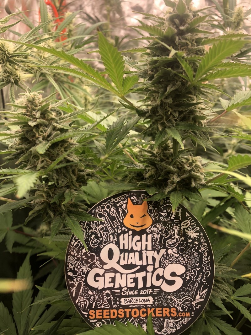 8F10819C-C88A-4997-80B0-95B6B8E72015