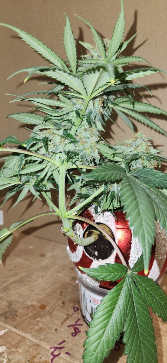 16672451749502489883373901996380