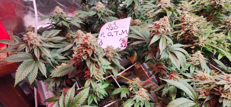 16672605503271623631503570142255