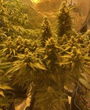 94DE8C91-157D-42FE-AA34-492F5FED5C17