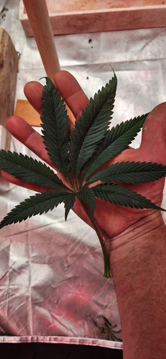 16675196783956357682884148711220