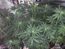 7C5AD17C-48B8-4CC5-81EB-6EE99DDF9211