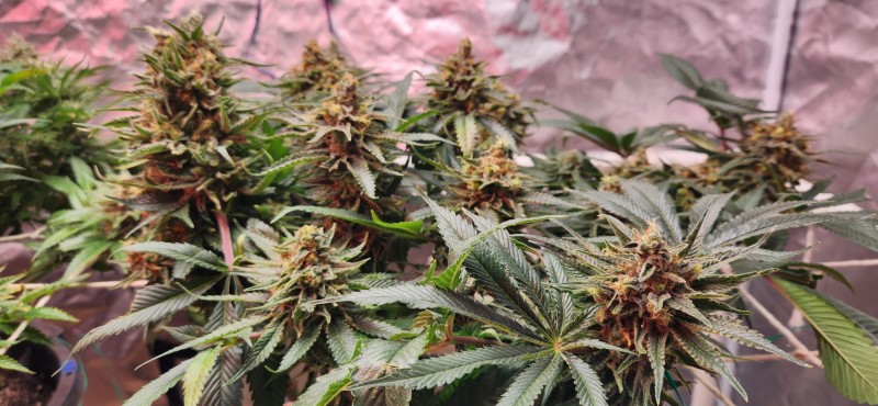 16675936220851182254425824841766