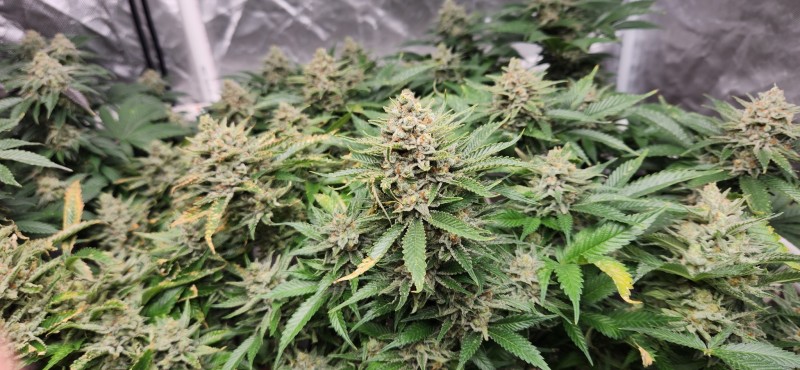 16675938228983453663433625685080