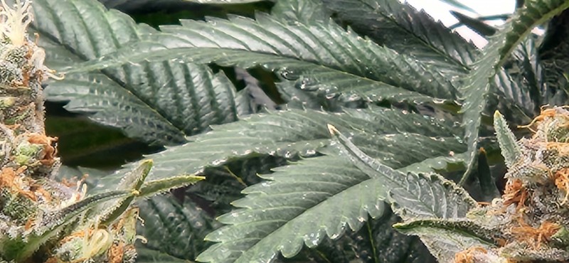 16675939412251566642928669280584