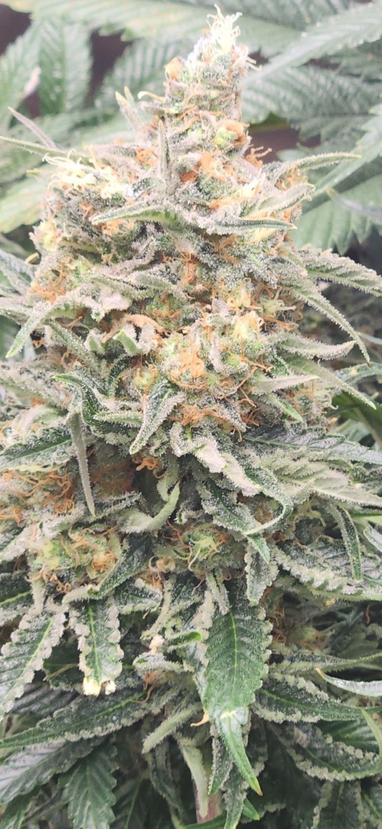 16675943808797457173897183502593