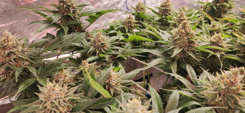 16675945822754851036746965966403