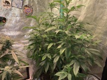 AB6884A0-47F2-4060-812D-0F75D91C129C