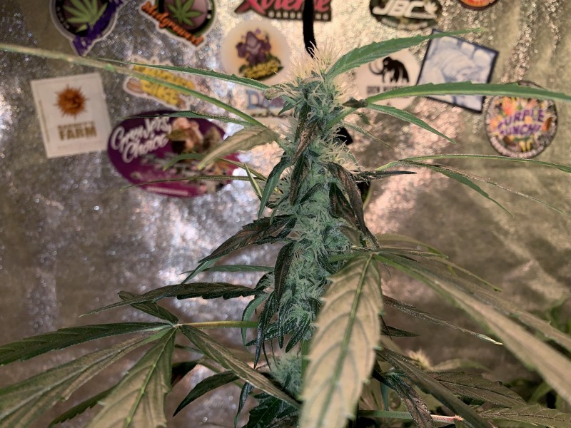 6F056FFC-BFCE-4E04-A9BD-53715CDE89D9