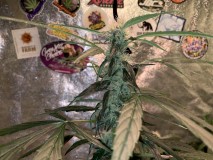 6F056FFC-BFCE-4E04-A9BD-53715CDE89D9