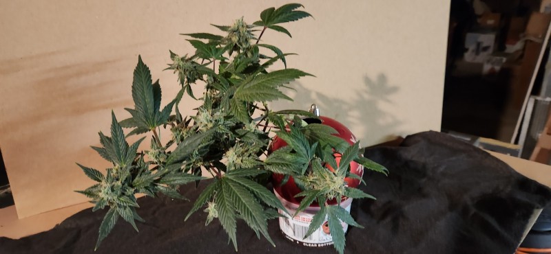 16678666063453948862988394188290