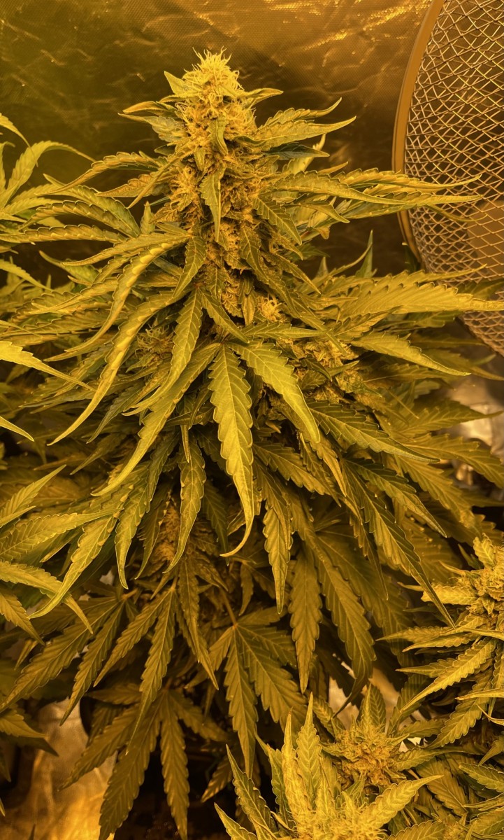 5460305B-3182-4EE3-8007-4D1ACB19855F