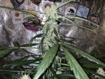 B8D08635-3B9E-4D78-A105-8804FC9D5F41