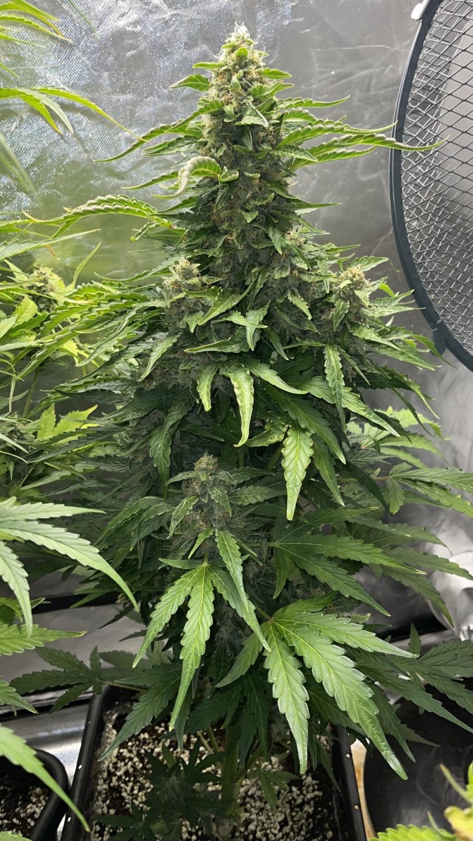 3E83F5FD-9293-41E2-BB23-5DF324DCA538