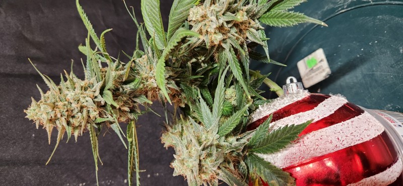 166871710228548947335671543834