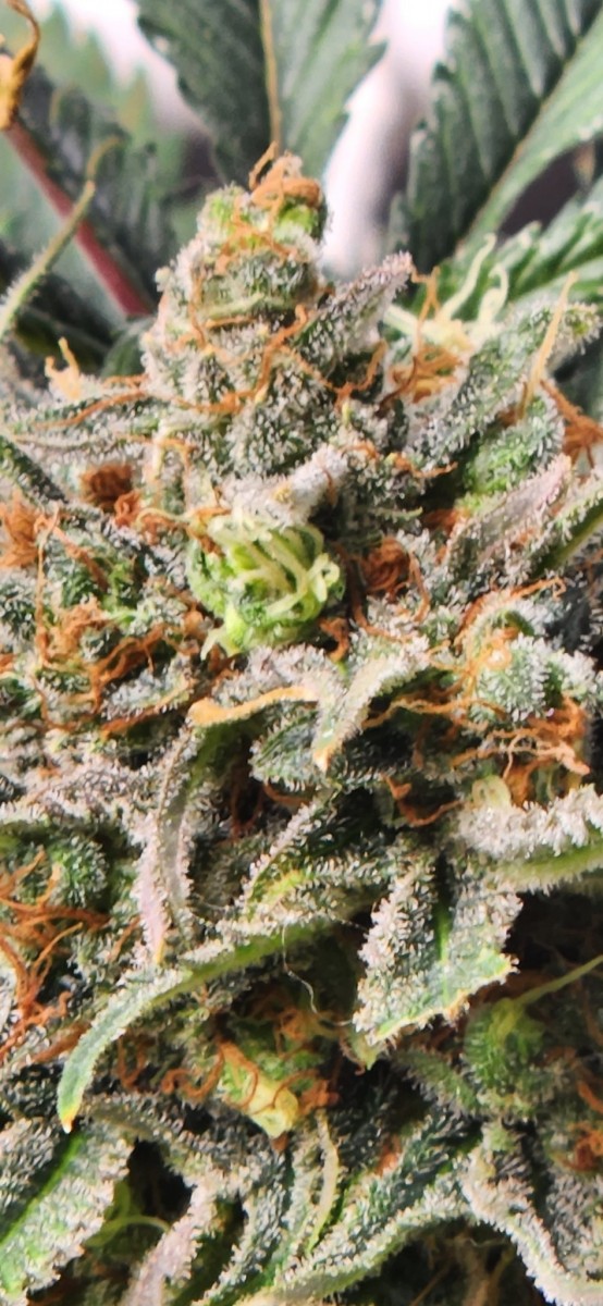 16687926977803778882229342129138