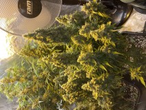 24D3F7F3-5646-4DA1-9F33-BEDBB1AA380D